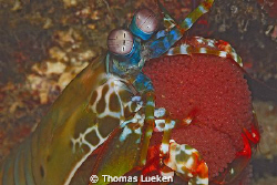 found in Lembeh; d200 by Thomas Lueken 